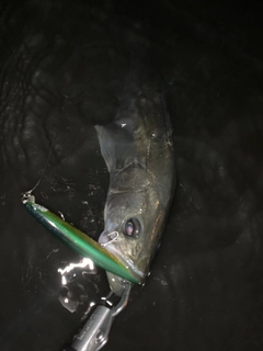 マルスズキの釣果