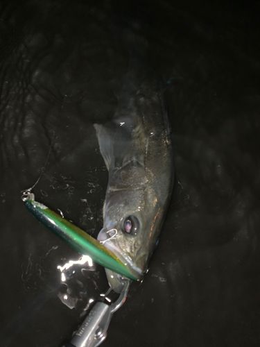 マルスズキの釣果