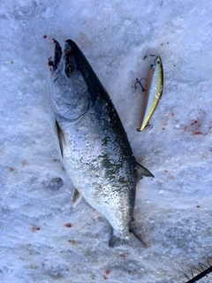 サクラマスの釣果