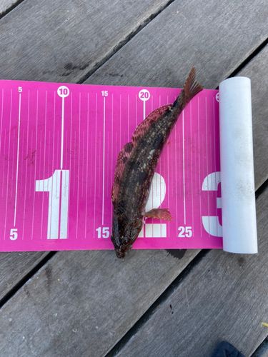 アイナメの釣果