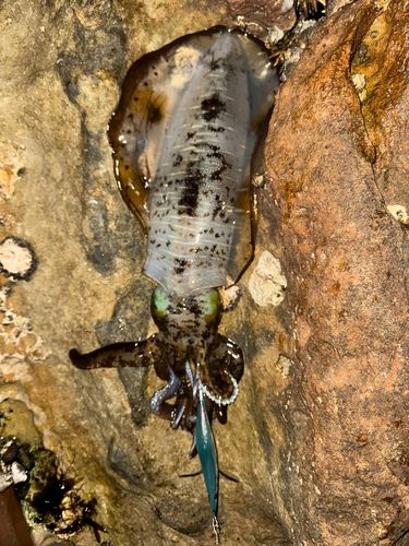 アオリイカの釣果