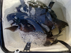 クチブトグレの釣果