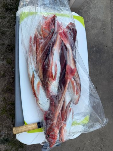 ホウボウの釣果