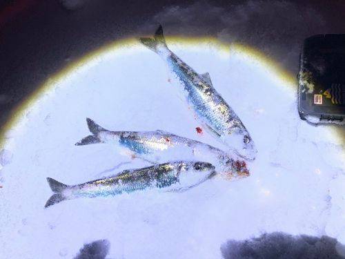 ニシンの釣果