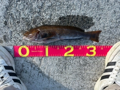 アイナメの釣果