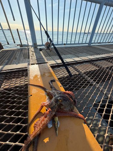 大黒海づり施設