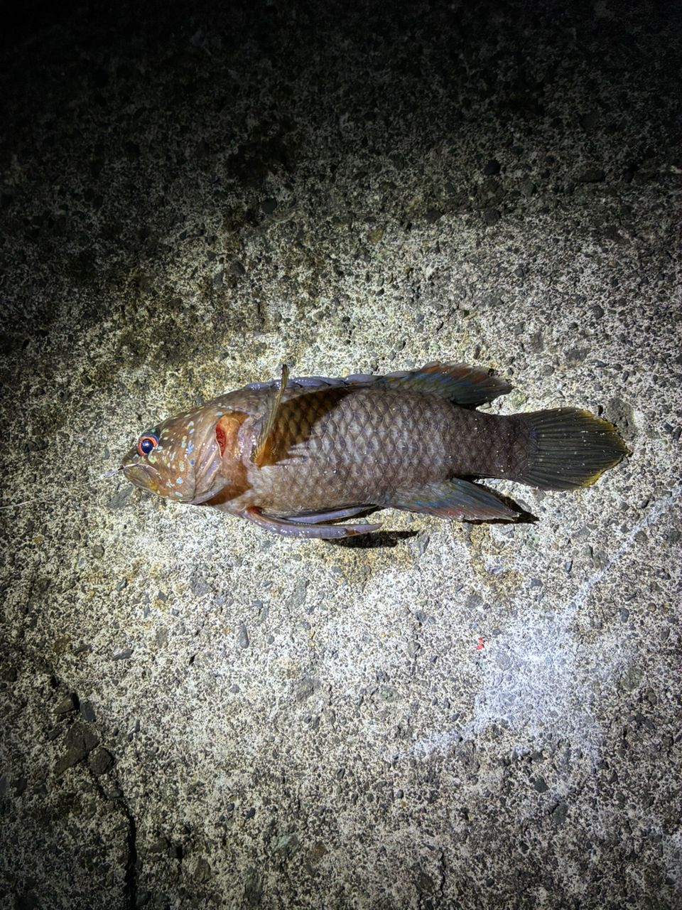 ナカハラタナバタウオ