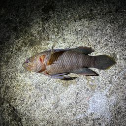 ナカハラタナバタウオ