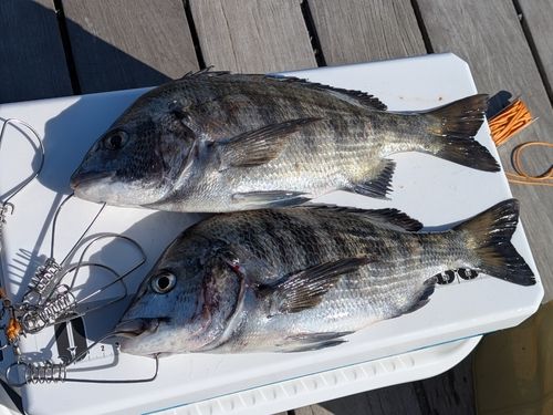 クロダイの釣果