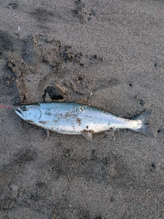 サクラマスの釣果