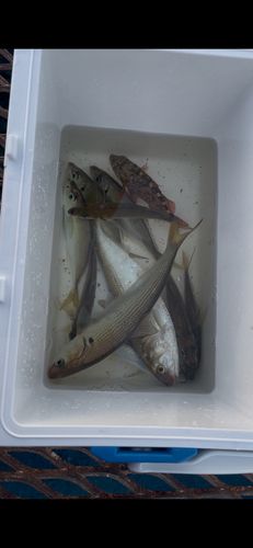 本牧海づり施設