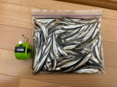 ワカサギの釣果