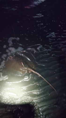 アカエイの釣果