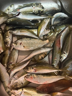アジの釣果
