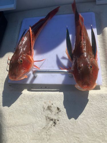 東京湾（富津〜金谷）