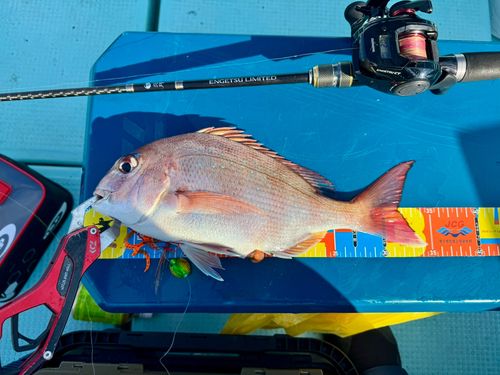 マダイの釣果