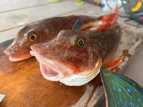 ホウボウの釣果