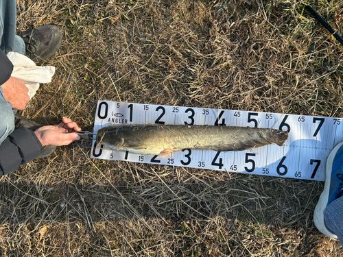 マナマズの釣果