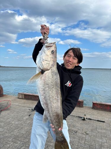 オオニベの釣果