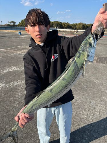 サワラの釣果