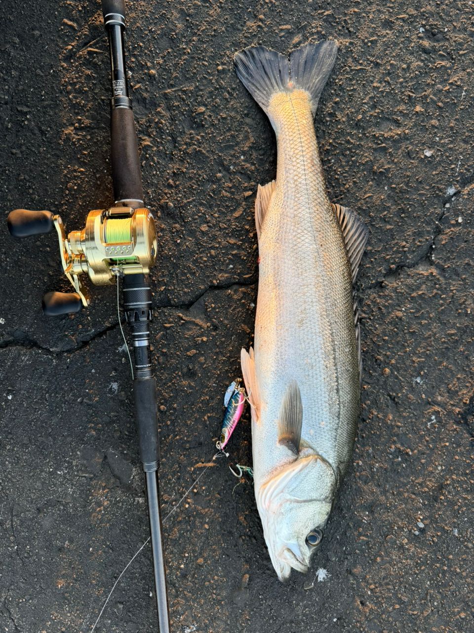 アングラー21090628 さんの 2026年02月02日のシーバスの釣り・釣果情報