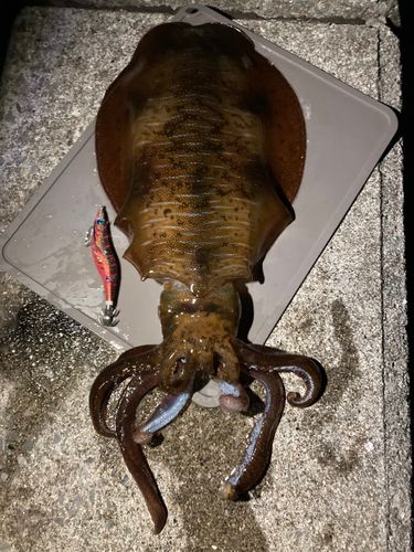 アオリイカの釣果