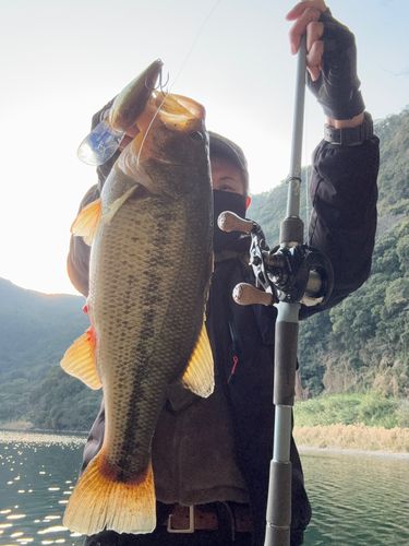 ブラックバスの釣果