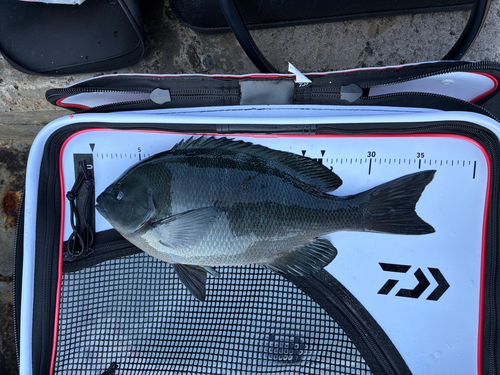 クチブトグレの釣果