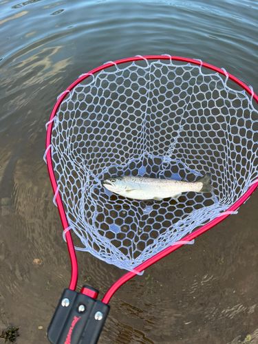 サクラマスの釣果