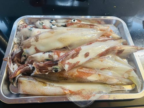 ヤリイカの釣果