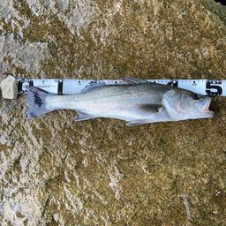 ハネ（マルスズキ）