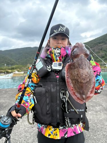 モンゴウイカの釣果