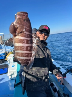 マハタの釣果