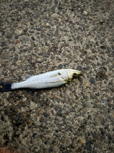 若洲海浜公園海釣り施設