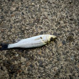 セイゴ（ヒラスズキ）