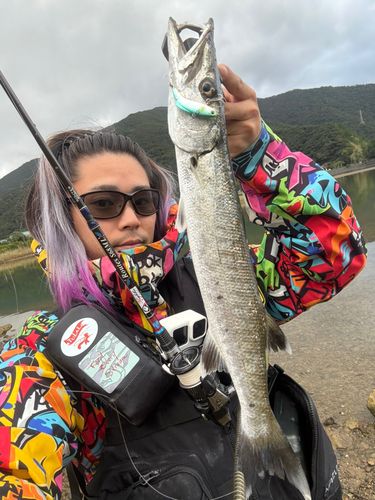 オニカマスの釣果