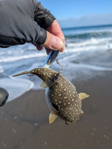 フグの釣果