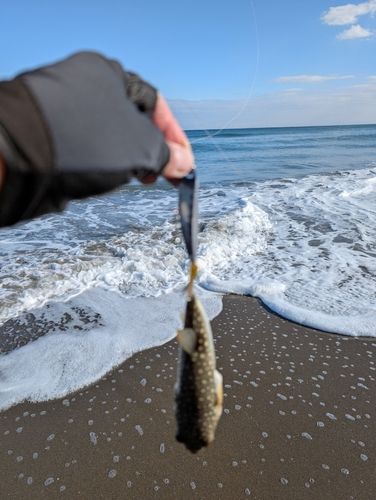 フグの釣果