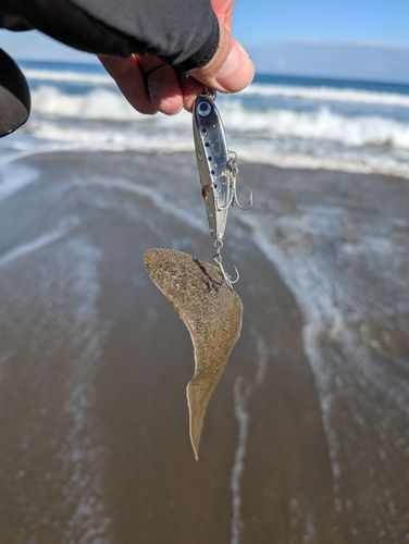 シタビラメの釣果