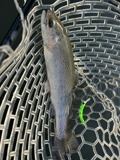 ニジマスの釣果