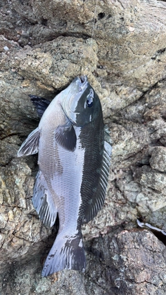 グレの釣果