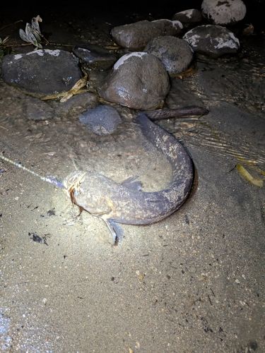 ニホンナマズの釣果