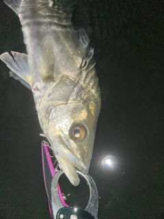 フッコ（マルスズキ）の釣果