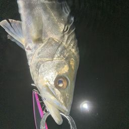 フッコ（マルスズキ）