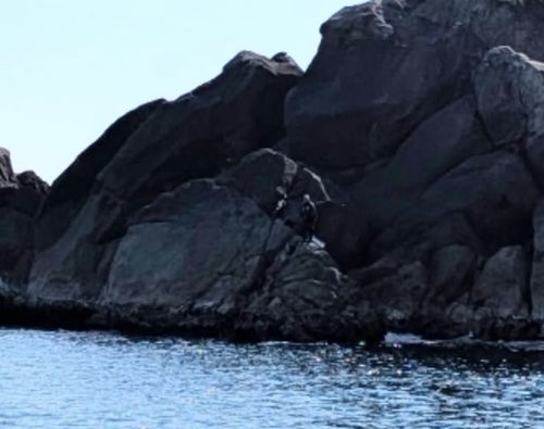 クチブトグレの釣果