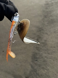 シタビラメの釣果