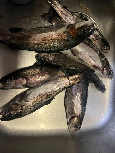 北方川釣り体験場マス釣り場