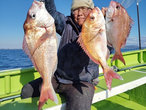 マダイの釣果