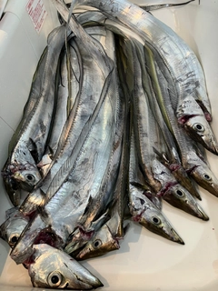 タチウオの釣果