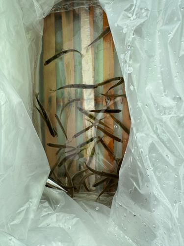 ワカサギの釣果